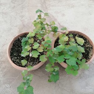 Amerikan Asma anaçları