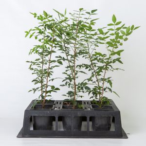 Antep Fıstığı Anacı