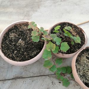 Amerikan asma anaçları