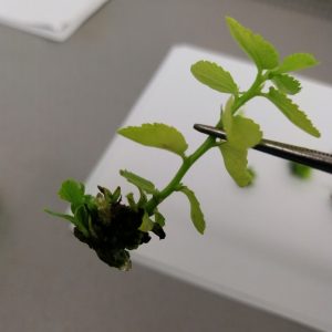 Aronya Nero Meyve Fidanı