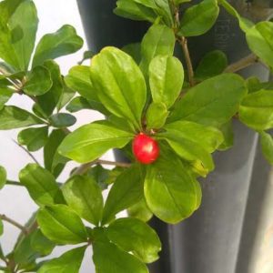 Efenar 35 Nar Fidanı