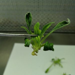 Bayrampaşa Enginarı fidesi - fidan anacı