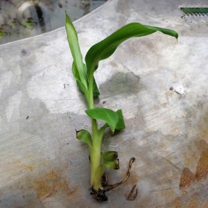 Grand Nain Muz Fidanı anacı