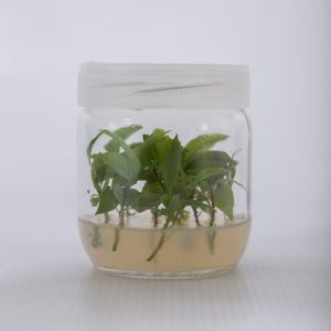 Avokado klonal anaçları