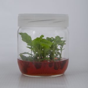 Kara Fındık Fidanı anacı