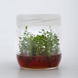 Blueberry Yaban Mersini Fidanı anacı