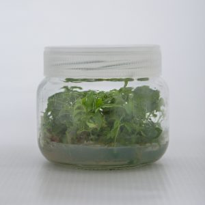 Kiraz fidanı anacı