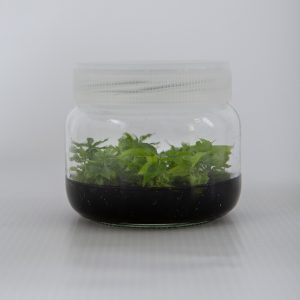 Myrobolan B erik anacı