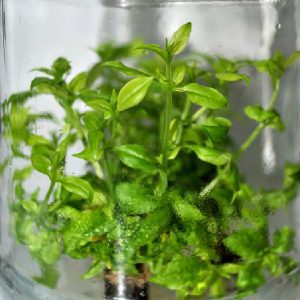 Tezeren 35 nar anacı