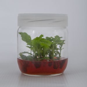 Palaz fındık fidanı