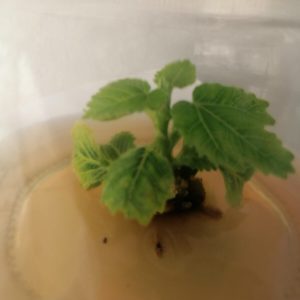 Siyah Orak incir fidanı anacı