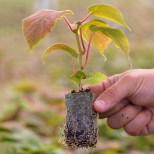 Kivi fidanı anaçları